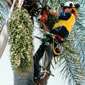Tree Pruning and Management Pruning A Palm Tree