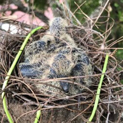 Geoff’s Wildlife Conservation Services - Relocating Baby Bird To A Safer Location